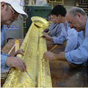 Experts working on the delicate gilding process